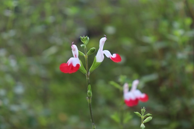 セイジの花 みすゞの心の故郷青海島