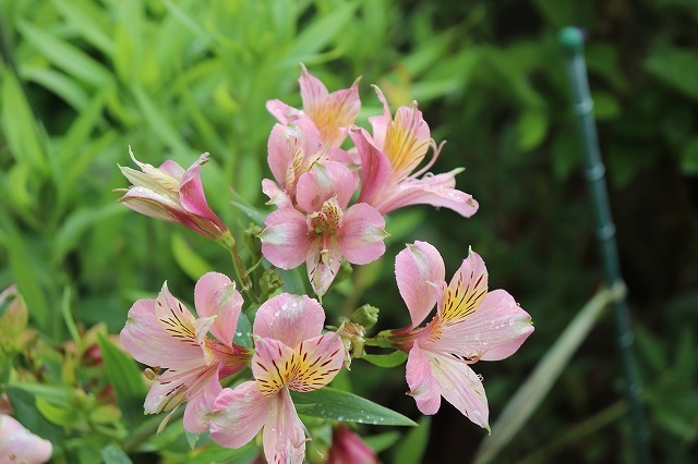 これまでで最高の花 アルストロメリア 最高の花の画像